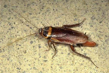 中国本土蟑螂图片